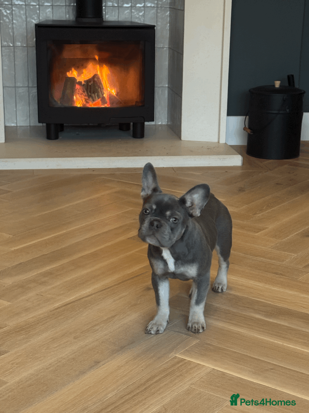 French Bulldog dogs for sale: Beautiful Female - French Bulldog - Frenchie in Sudbury - Advert 2