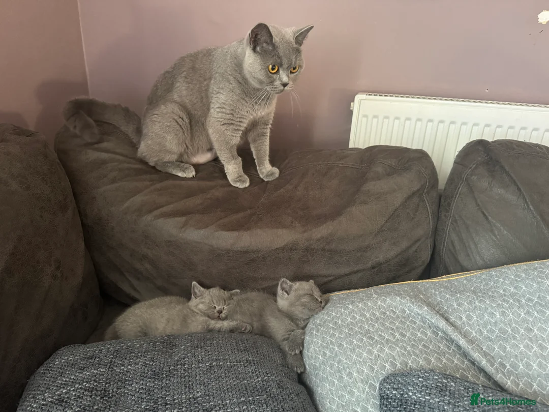 British Shorthair cats for sale: 🐾 Beautiful British Shorthair Girl 🐾 - Advert 2