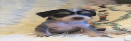 Chinese Crested dogs for sale: KC Reg Chinese created puppies - Advert 3