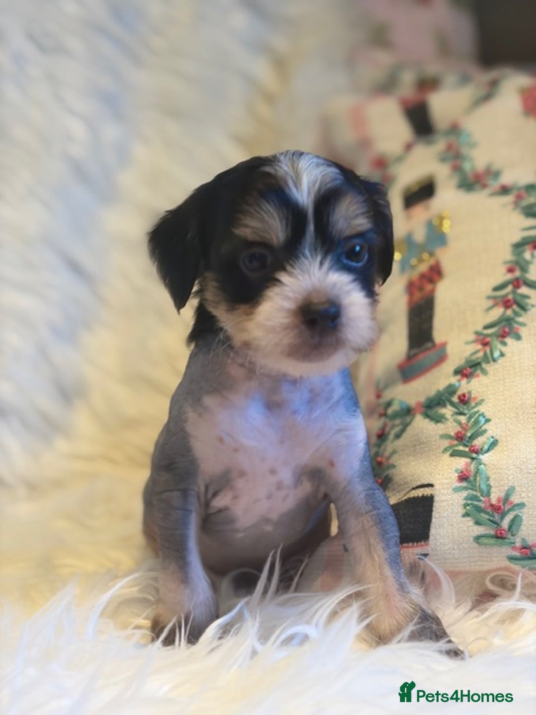Chinese Crested dogs for sale: KC Reg Chinese created puppies - Advert 3