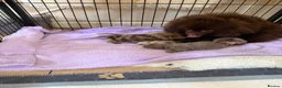Pomeranian dogs for sale: BEAUTIFUL POMERANIAN PUPPIES - Advert 10