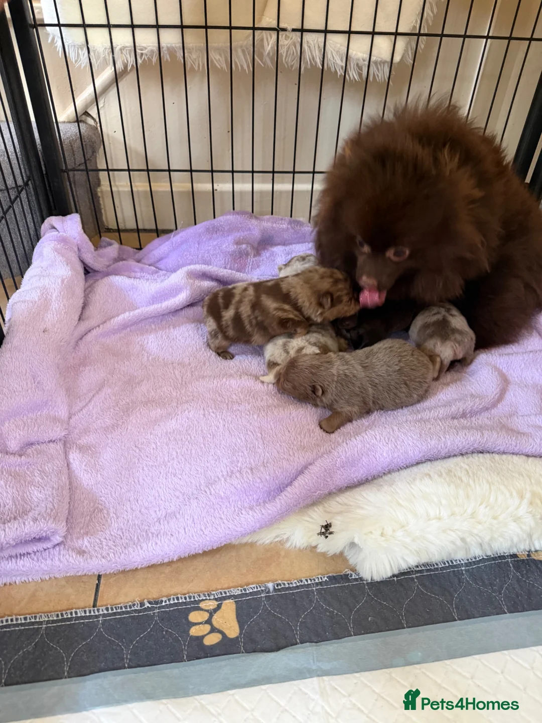 Pomeranian dogs for sale: BEAUTIFUL POMERANIAN PUPPIES - Advert 10