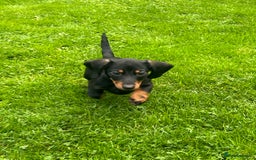 Miniature Dachshund dogs for sale: Miniature Dachshund Boys and Girls - Image 3