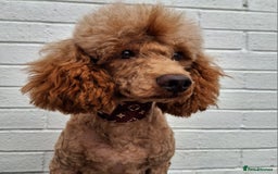 Miniature Poodle dogs for stud: Kc Minature Poodle for stud - Image 12