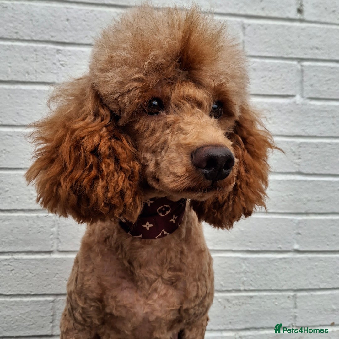Miniature Poodle dogs for stud: Kc Minature Poodle for stud - Image 12