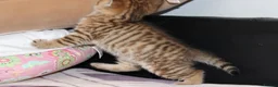 British Shorthair cats for sale: Beautiful TICA Kittens -Exceptional Pedigree Lines - Advert 37