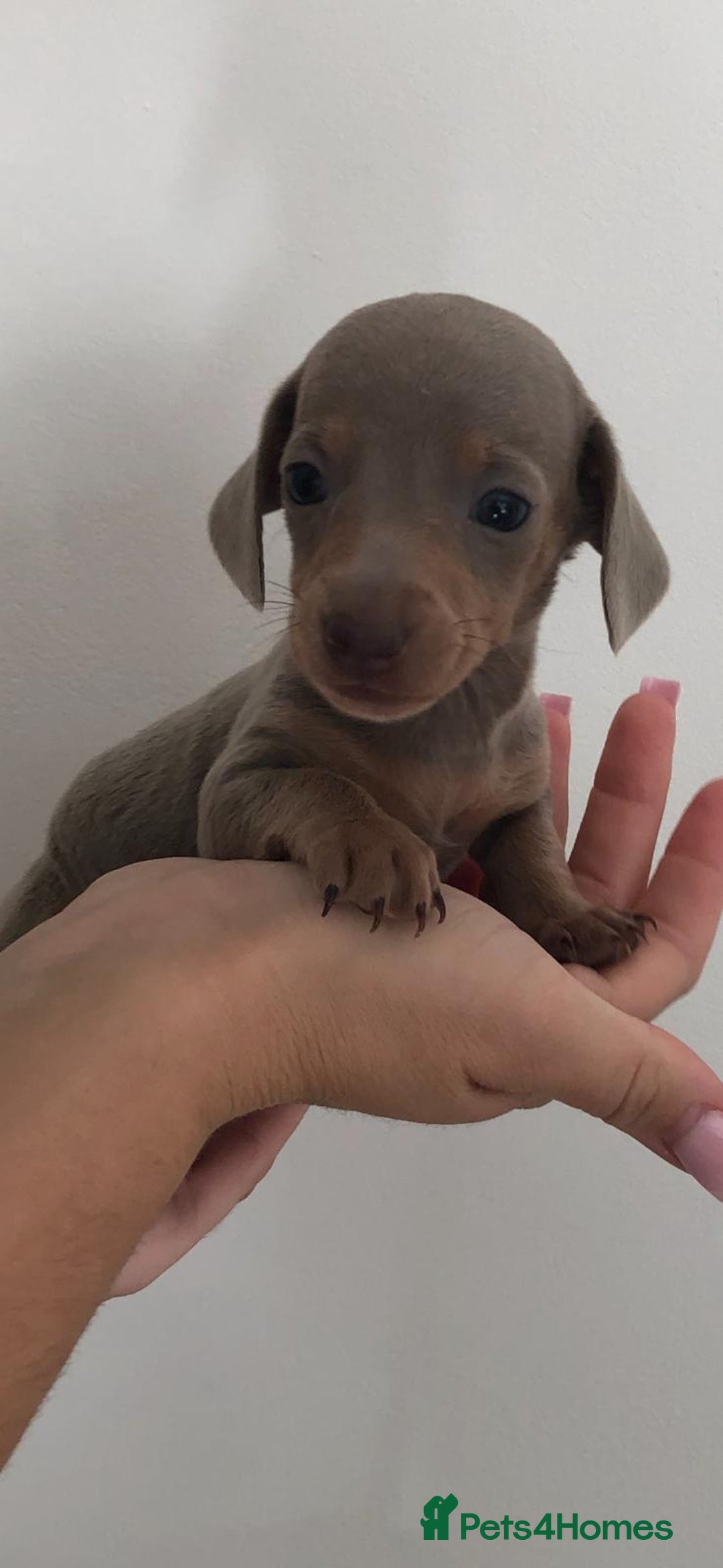 Dachshund dogs for sale: Dachshund puppies  - Image 4