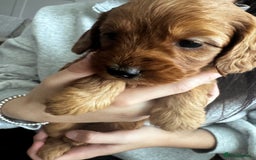 Cockapoo dogs for sale: Adorable F1B puppies born weekly pictures progress - Image 22