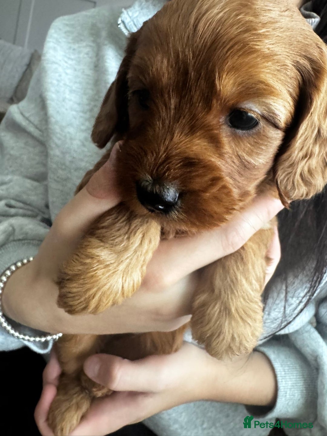 Cockapoo dogs for sale: Adorable F1B puppies born weekly pictures progress - Image 22
