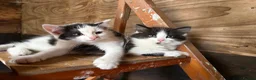 Mixed Breed cats for sale: Kitten  - Advert 4