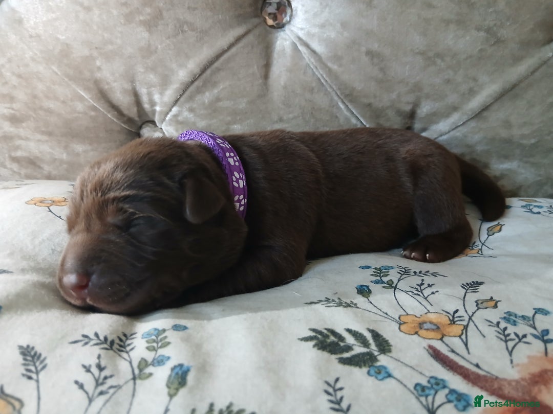 Labrador Retriever dogs for sale: 5 beautiful labrador puppies - Image 2