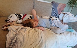 Dalmatian dogs for sale: **Beautiful litter of 11 KC Dalmatians** - Image 19