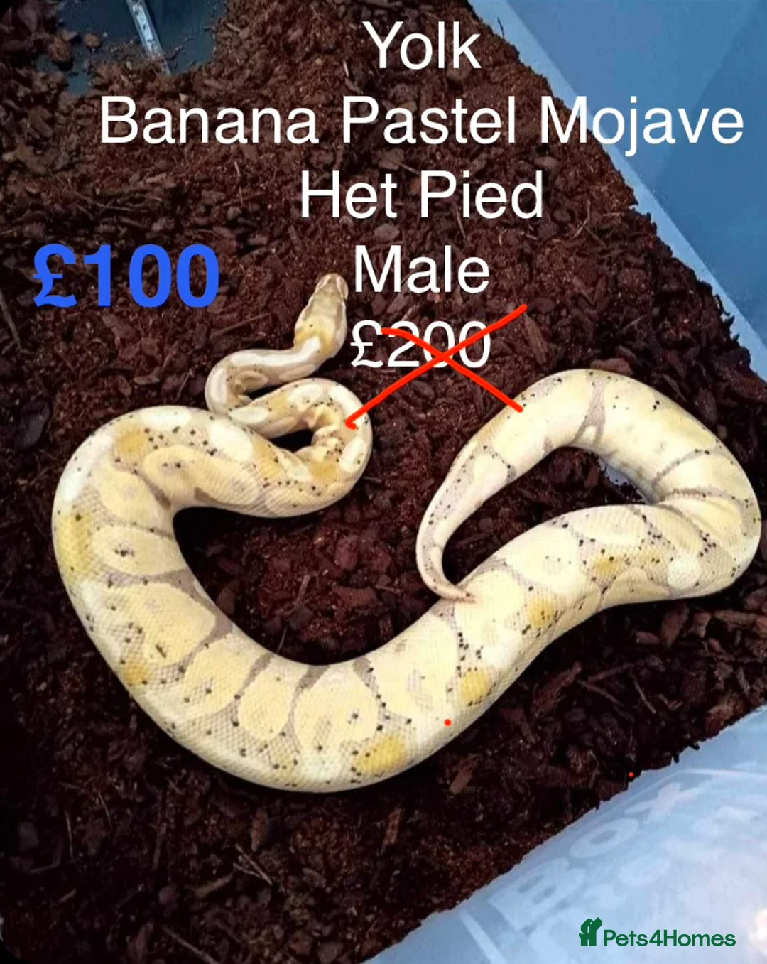 Python Snake reptiles for sale: Royal Pythons in Oldham - Advert 3