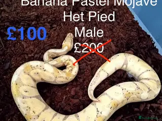 Python Snake reptiles Royal Pythons - Advert 22