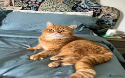 British Shorthair cats for sale: Ginger British Short Hair in Need of a Loving Home - Image 1