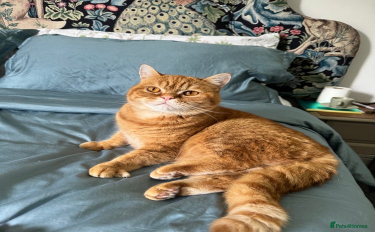 British Shorthair cats - Advert 3