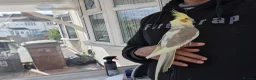 Cockatiels birds for sale: Super Hand Tamed cockatiel for sale  - Advert 18