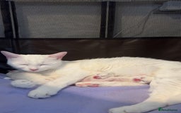 Mixed Breed cats for sale: 3 beautiful kittens available  - Advert 11