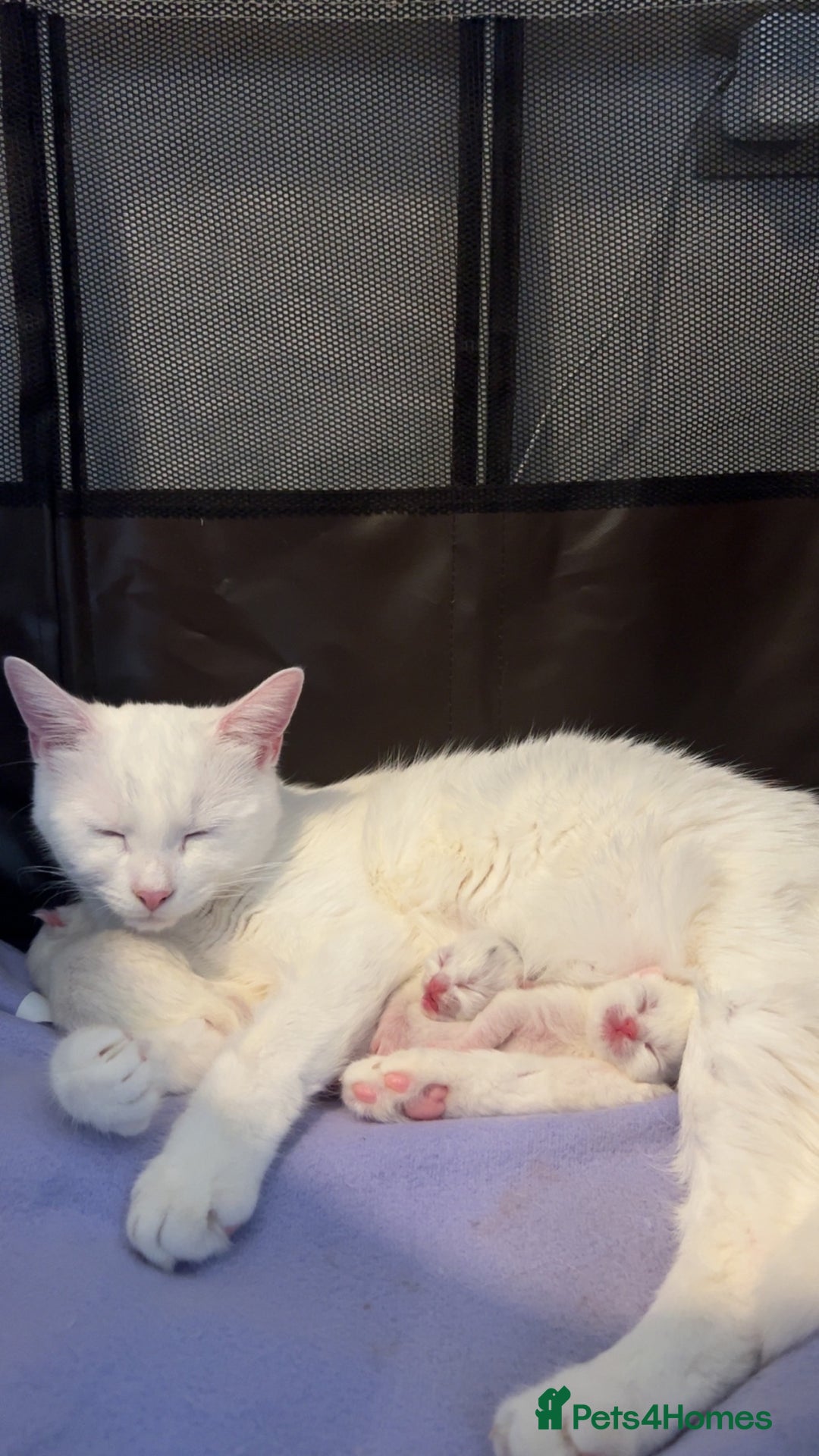 Mixed Breed cats for sale: 3 beautiful kittens available  - Advert 11