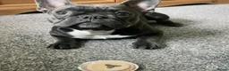 French Bulldog dogs for stud: Male French bulldog for stud  - Advert 7