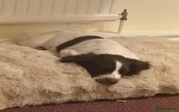 Sprocker dogs for sale: BENJI needs rehoming  - Image 4