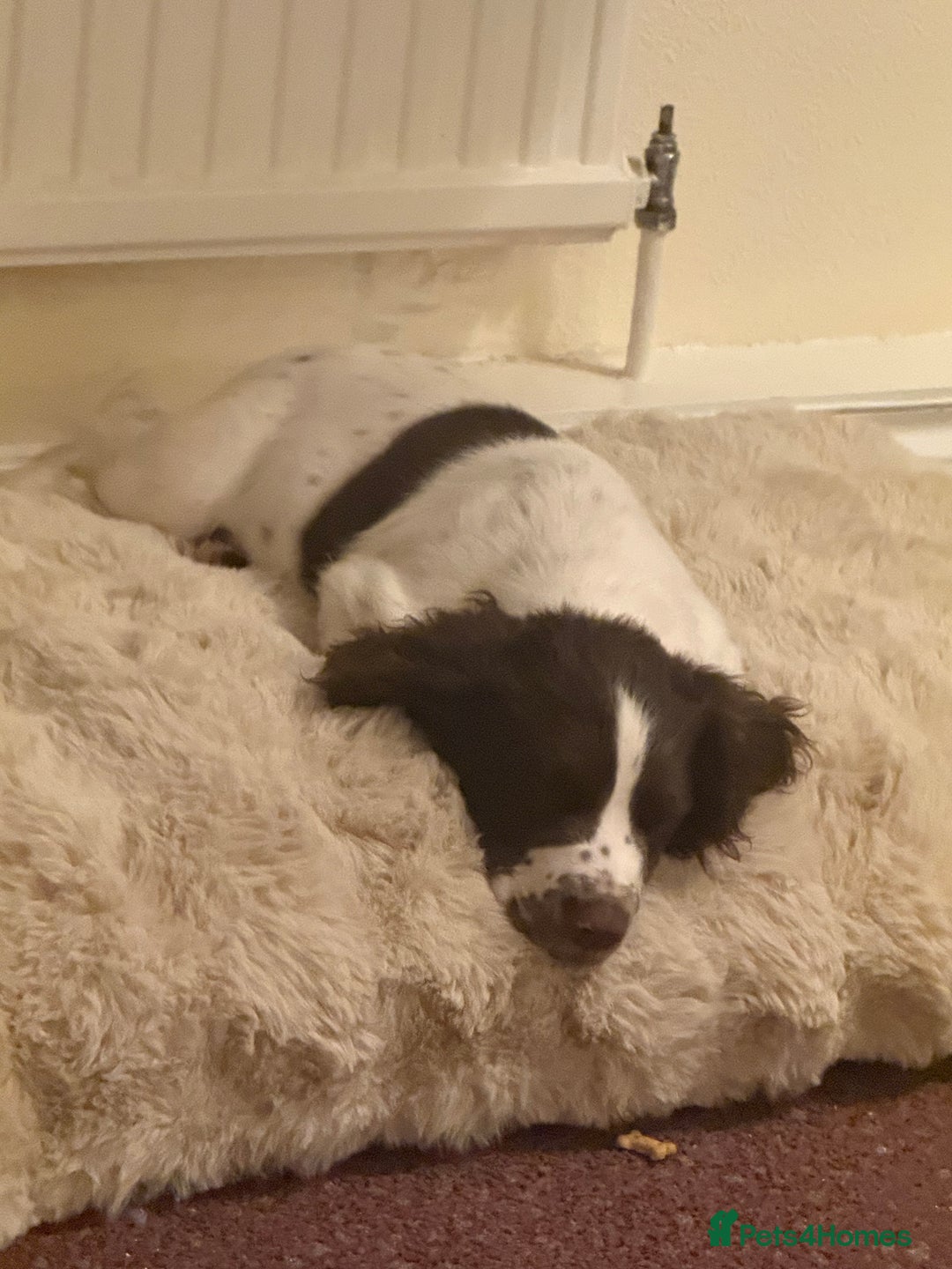 Sprocker dogs for sale: BENJI needs rehoming  - Image 4