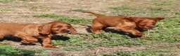 Irish Setter dogs for sale: Adorable lovable irish Setter puppies  - Advert 4