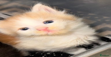 Maine Coon cats Stunning Mainecoon cubs - Advert 2