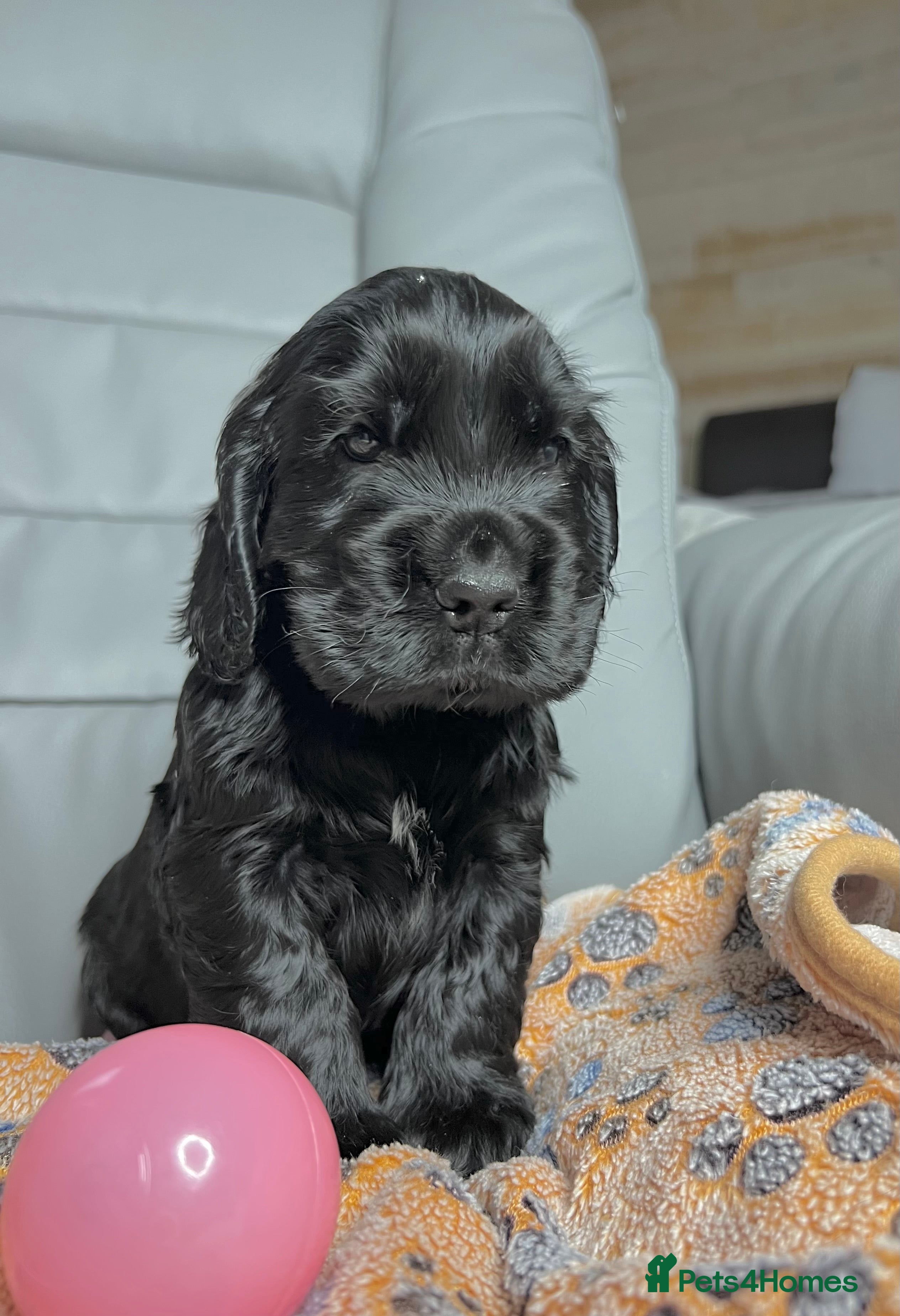 Cocker Spaniel dogs Show-Quality Cocker Spaniel Puppies  - Advert 1
