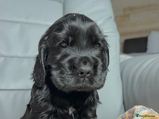 Cocker Spaniel dogs Show-Quality Cocker Spaniel Puppies - Advert 1