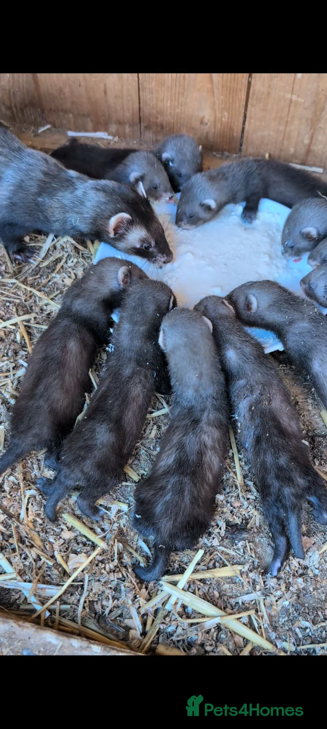 Ferret rodents for sale: Polecat kits in Middlesbrough - Advert 1
