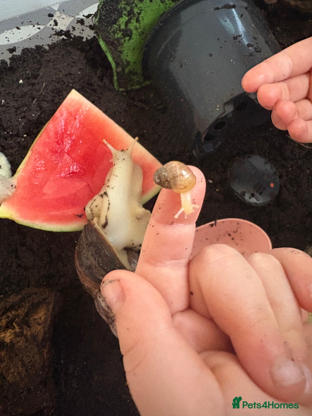 Snails invertebrates for sale: Baby giant African land snails  - Image 3