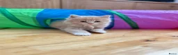 British Shorthair cats for sale: Beautiful British Shorthair and Ragdoll cross  - Advert 16