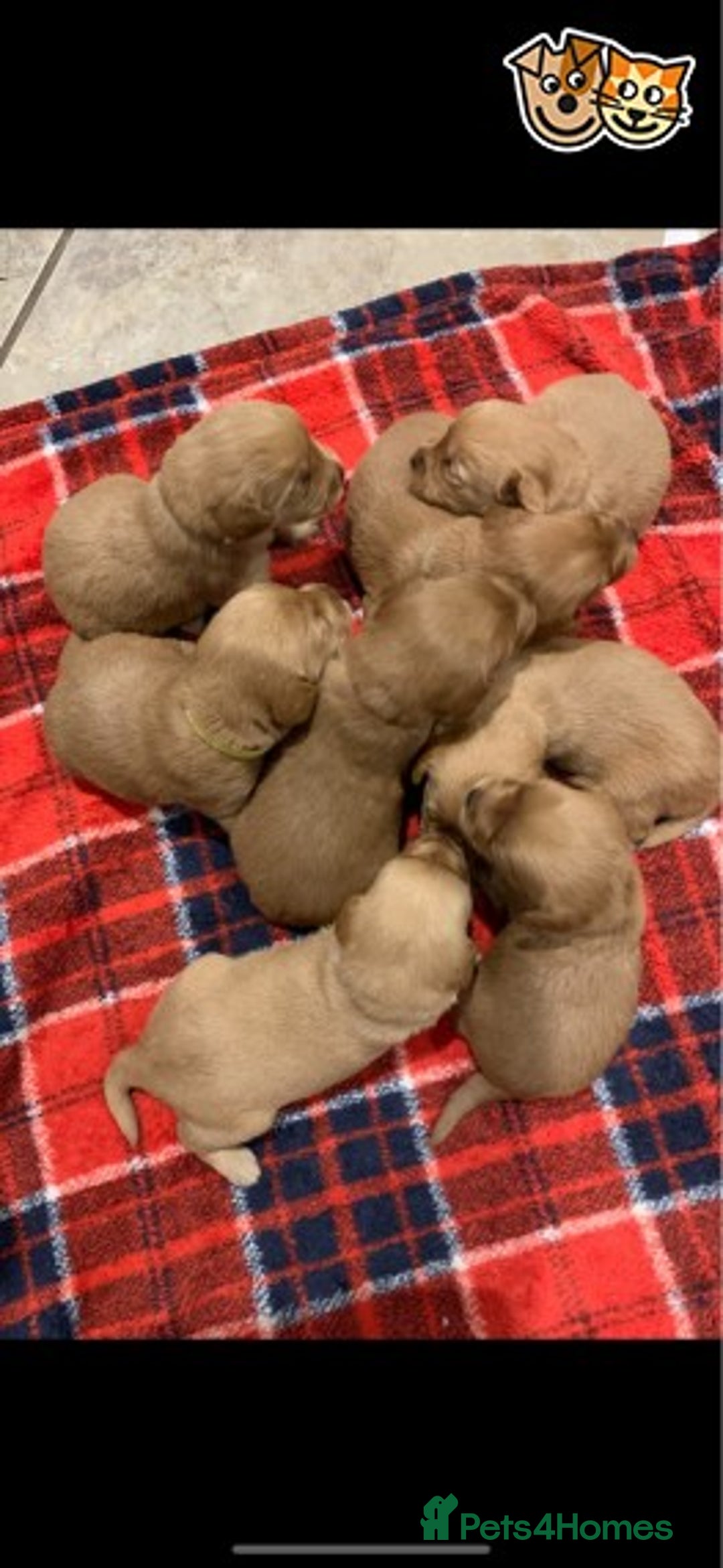 Toy Poodle dogs for stud: KC (FULLY HEALTH TESTED )RED TOY POODLE STUD in Galston - Advert 13