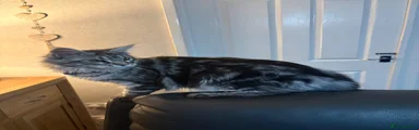 Maine Coon 7
