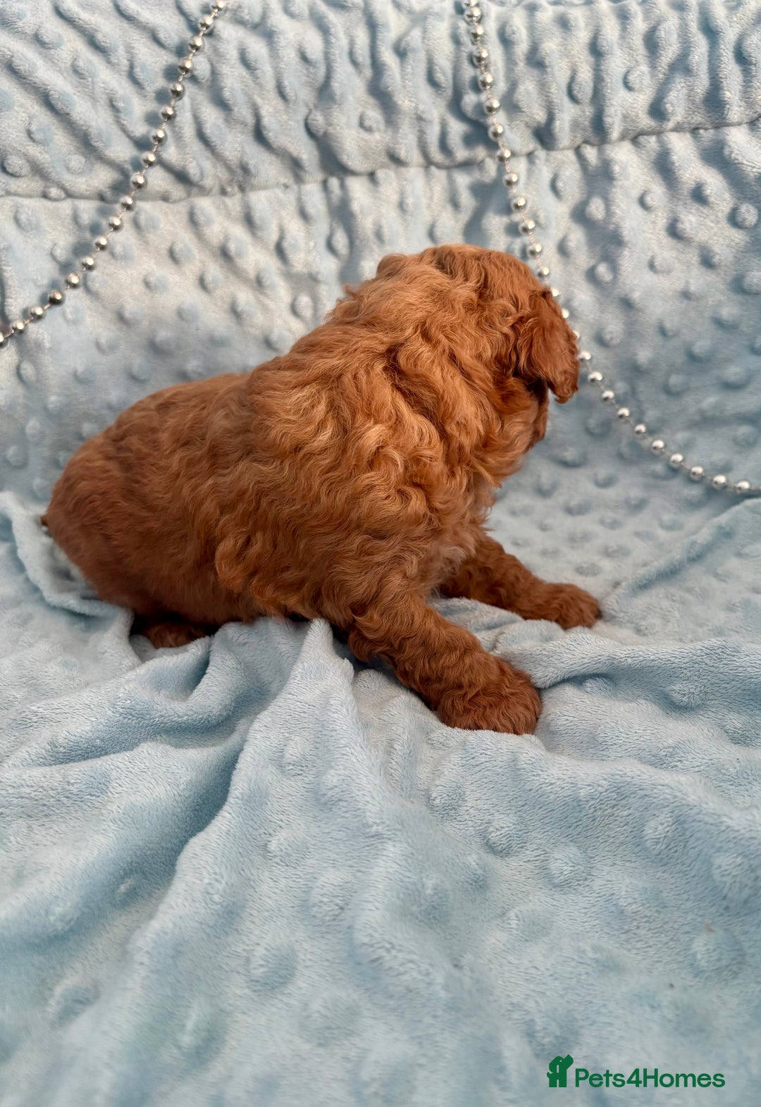 Toy Poodle dogs for sale: KC registered toy poodles - Advert 14