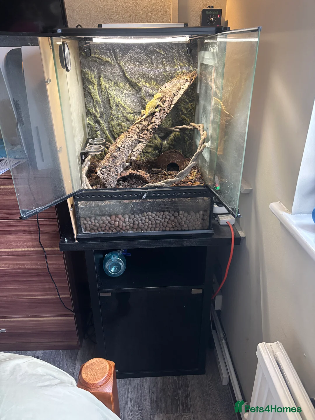 Gecko reptiles for sale: Crested gecko and full bio active set up and stand in Biggleswade - Advert 2