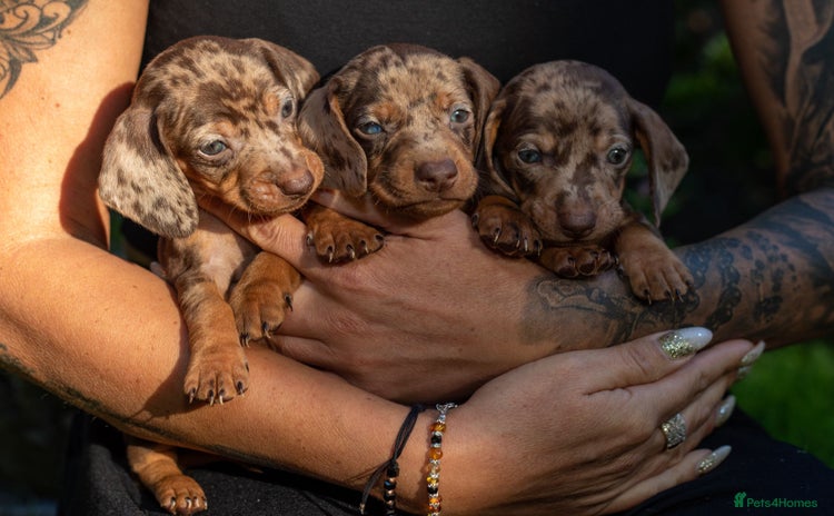 Dachshund dogs - Advert 1