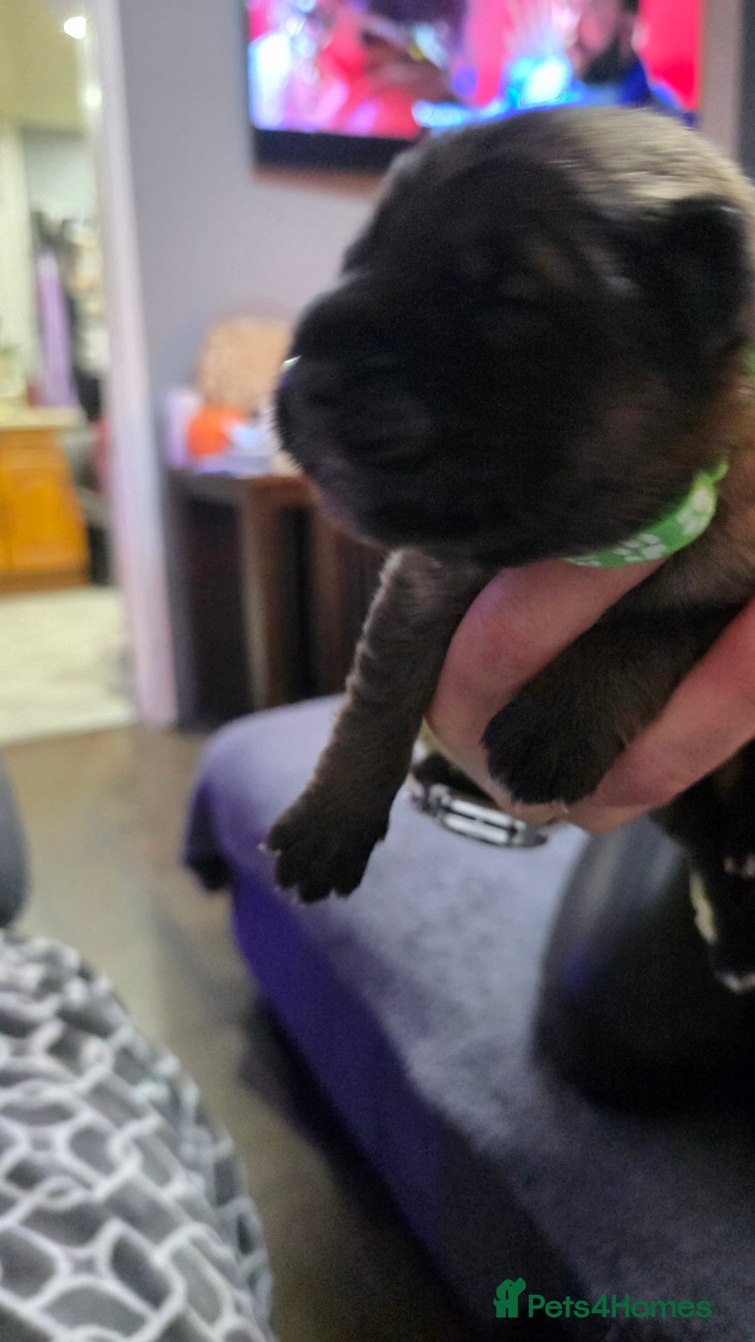 German Shepherd dogs for sale: Amazing german shepherd puppies for rehousing  - Advert 15