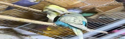 Budgerigars birds for sale: 13 budgies available  - Advert 10