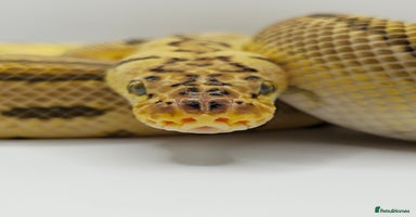 Python Snake reptiles - Advert 3
