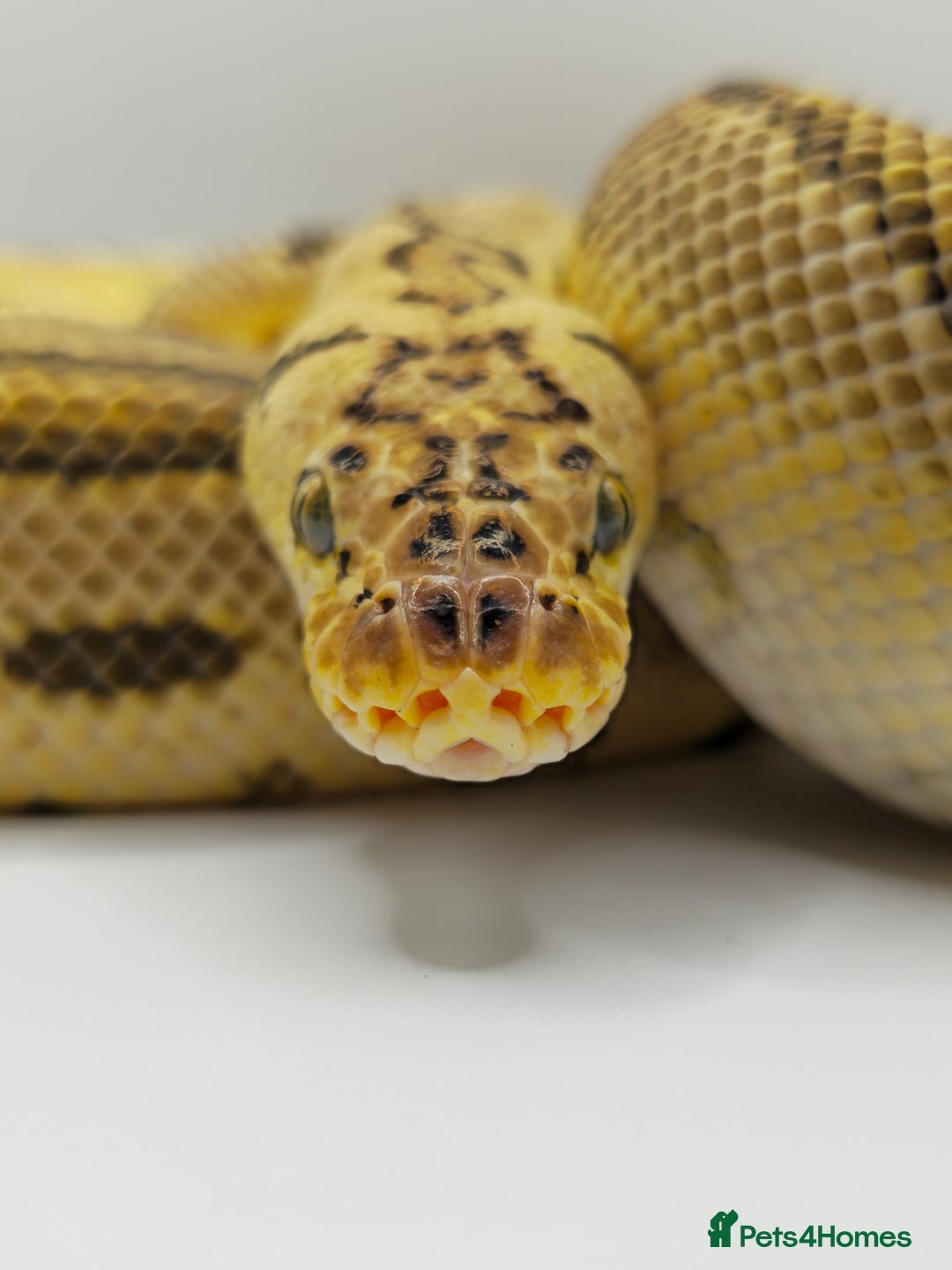 Python Snake reptiles for sale: Pastel Enchi clown  - Image 2