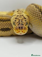 Python Snake reptiles - Advert 3