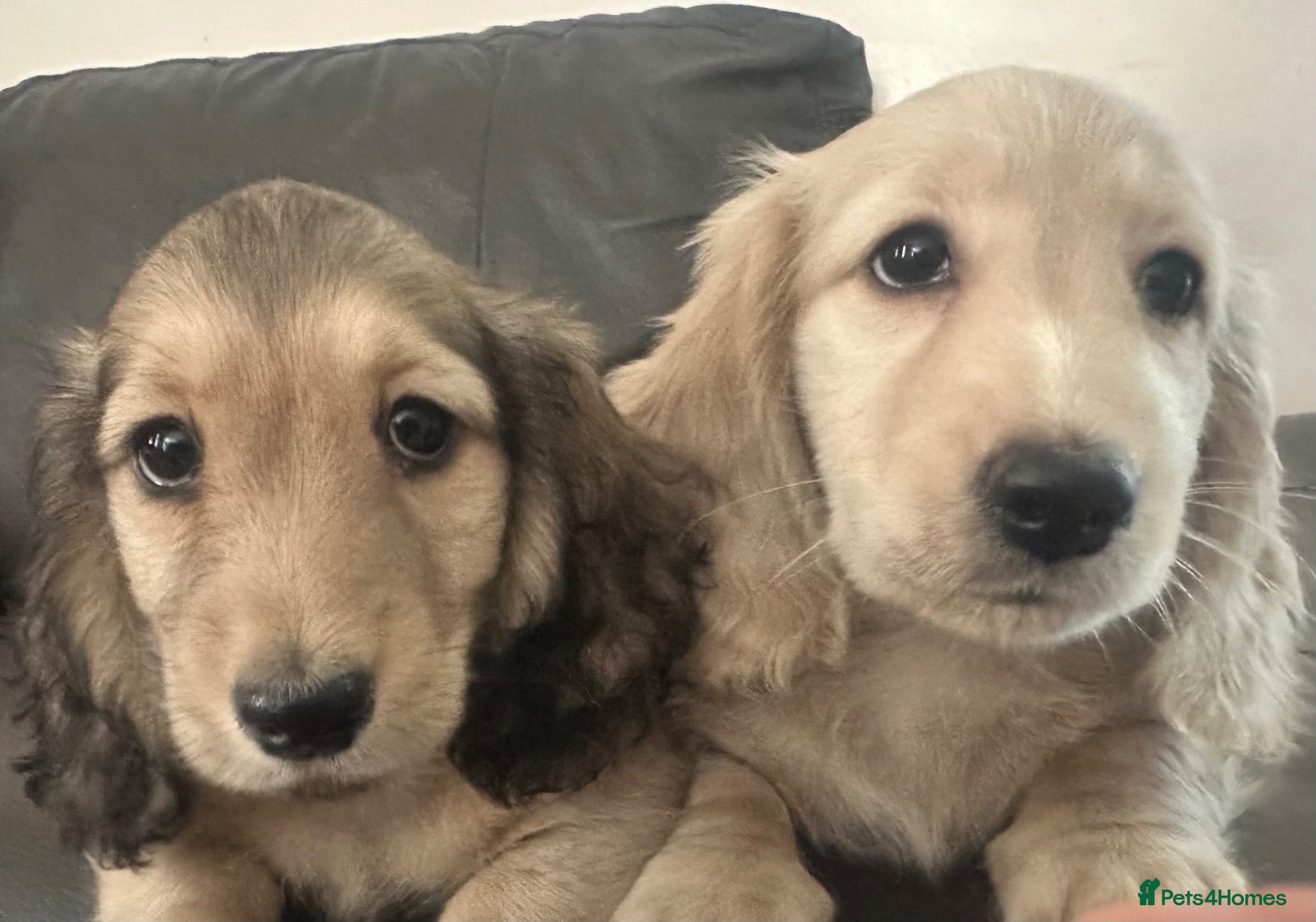 Miniature Dachshund dogs KC REG Miniature LH Dachshund puppies for sale  - Advert 2