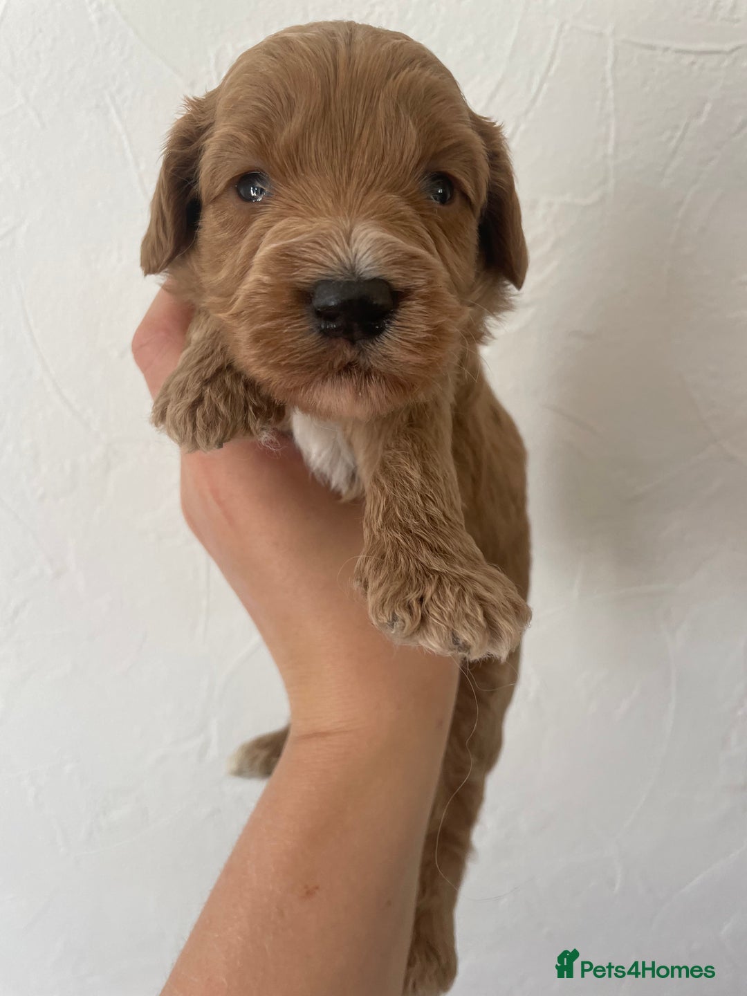 Cockapoo dogs for sale: ⭐️⭐️7 gorgeous toy cockapoo pups F1b ⭐️⭐️🧸 - Image 14