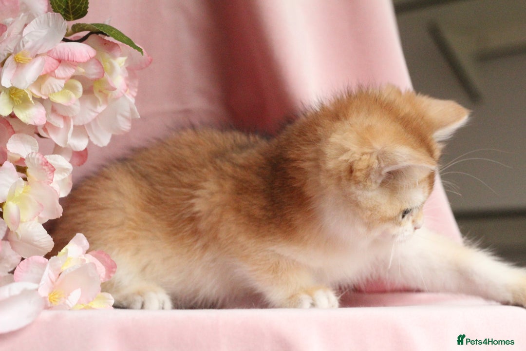 British Shorthair cats for sale: Champions lines Golden Chinchilla ny12 boys - Advert 12