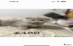 Himalayan cats for sale: 3 kittens Himalayan x Scottish fold Ready now - Image 31