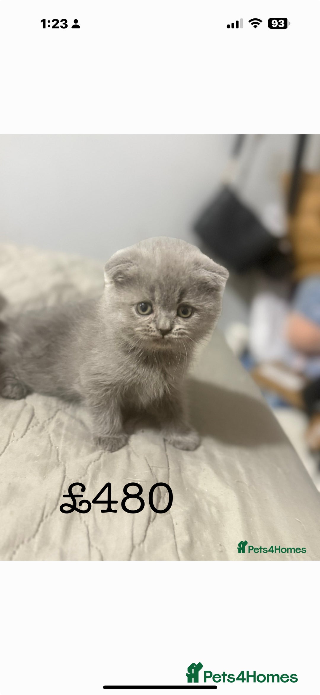 Himalayan cats for sale: 3 kittens Himalayan x Scottish fold Ready now - Image 31