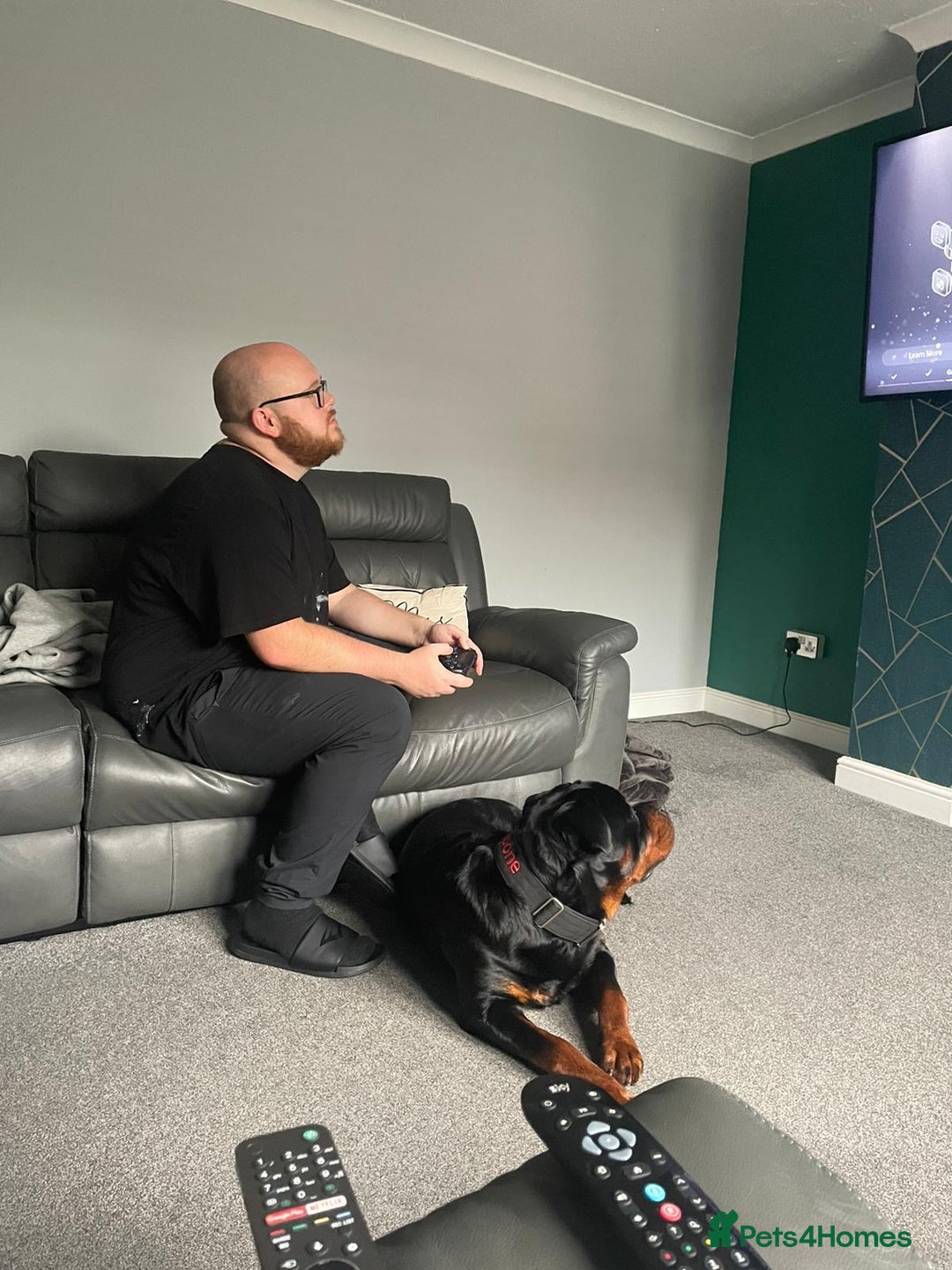 Rottweiler dogs for sale: Rottweiler needs a loving forever home  - Advert 20