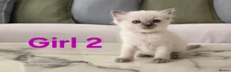 Ragdoll cats for sale: 🤍 Pure Ragdoll Boy Blue Point Kitten Ready Now - Advert 14